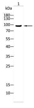 HSPH1 Antibody