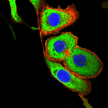 HSPH1 Antibody