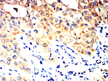 HSPH1 Antibody