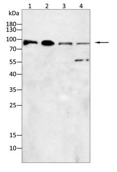 HSPH1 Antibody