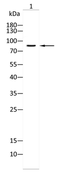TP63 Antibody