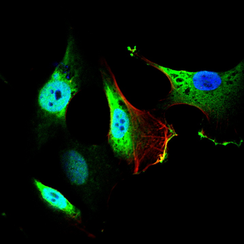 KIF23 Antibody