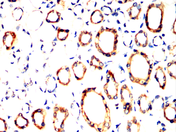 KIF23 Antibody