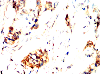 KIF23 Antibody