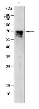 KIF23 Antibody