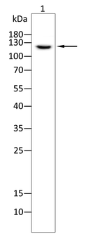 CD163 Antibody