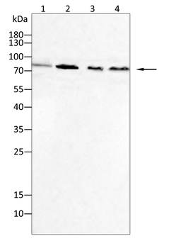 ALB Antibody