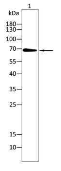 ALB Antibody