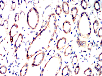 RAD51 Antibody