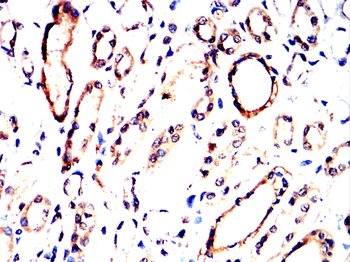 MAP2K1 Antibody