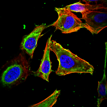 KRT10 Antibody