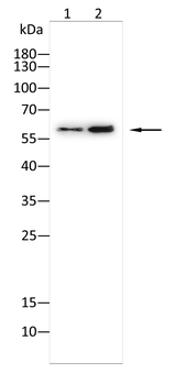 KRT10 Antibody