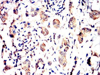 GPX1 Antibody