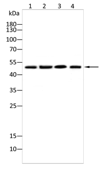 HNRNPK Antibody