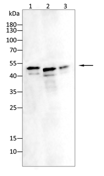 HNRNPK Antibody