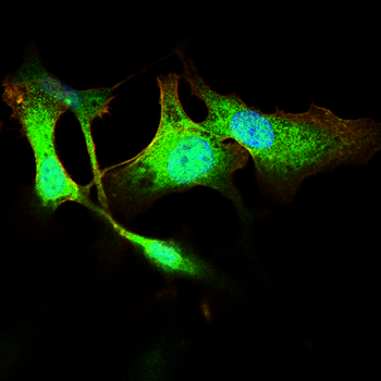 SNCA Antibody