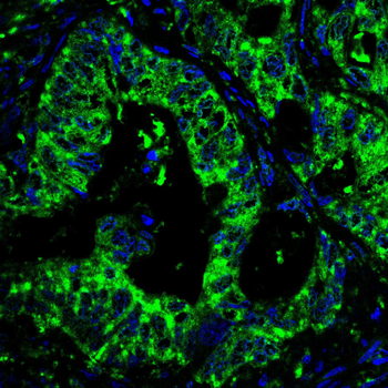 SNCA Antibody