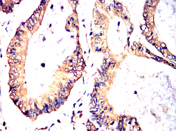 DLG2 Antibody