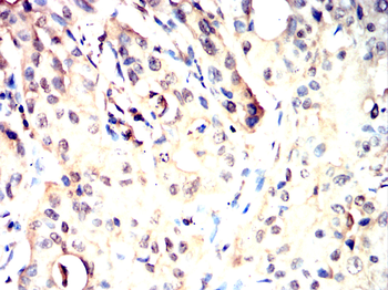 HTT Antibody