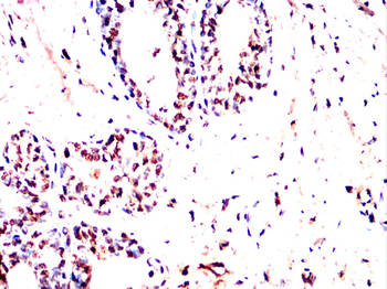 MCM3 Antibody