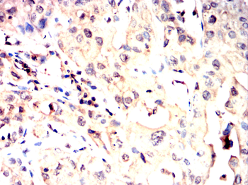 CLIC4 Antibody