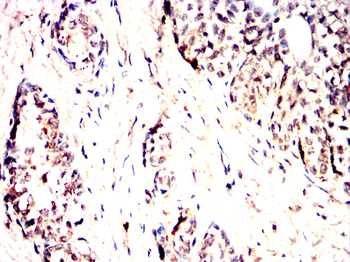 CLIC4 Antibody