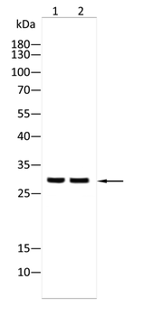 CLIC4 Antibody