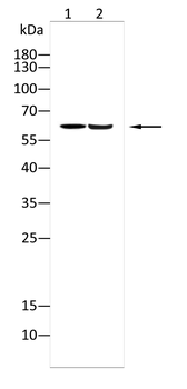 SCARB1 Antibody