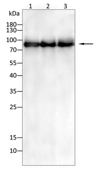 STAT5A Antibody
