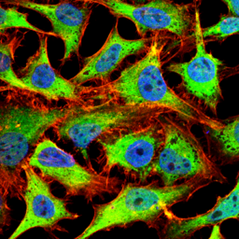 PRNP Antibody