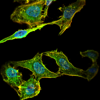 ELAVL1 Antibody