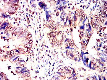 ELAVL1 Antibody