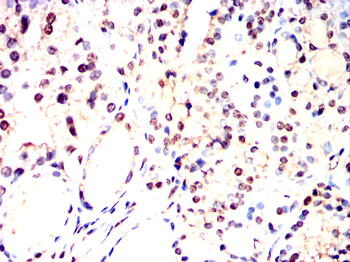ELAVL1 Antibody