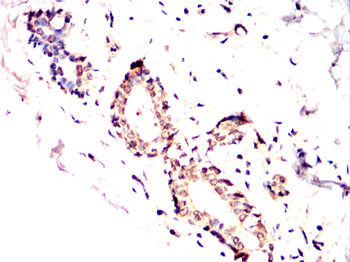 USP11 Antibody