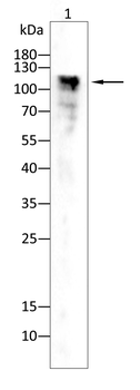 USP11 Antibody