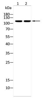 USP11 Antibody
