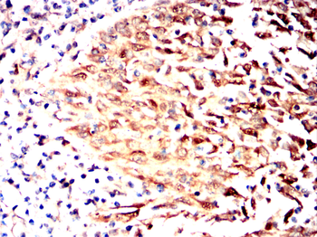 PLIN3 Antibody