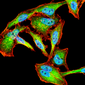 SUFU Antibody
