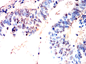 SUFU Antibody