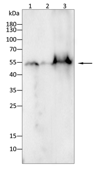 SUFU Antibody