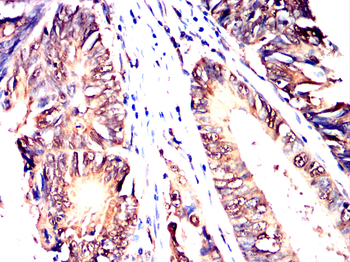 PSMC2 Antibody