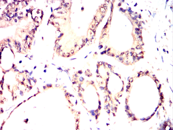 PSMC2 Antibody