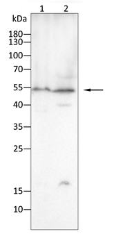 PSMC2 Antibody