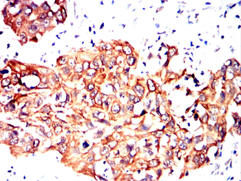EI2BG Antibody