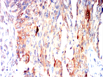 EI2BG Antibody