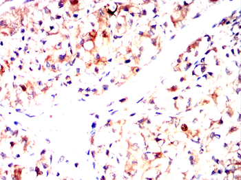 EI2BG Antibody