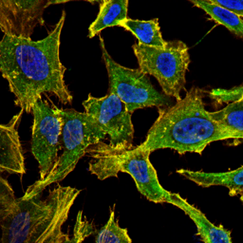 ATG4D Antibody