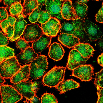 MAPK9 Antibody