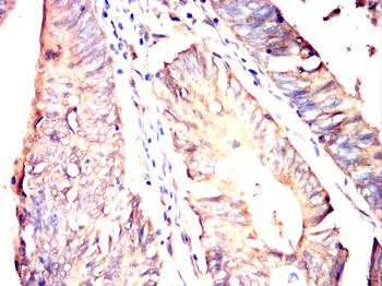 RXRA Antibody