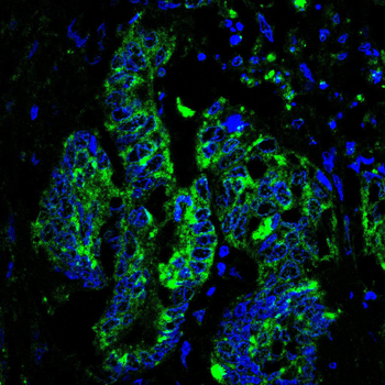 RXRA Antibody